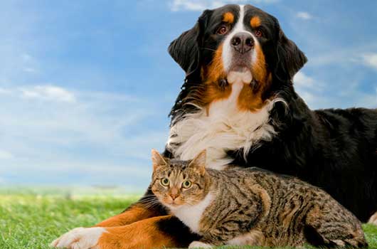 5 Ways to Help Protect Your Pet-MainPhoto