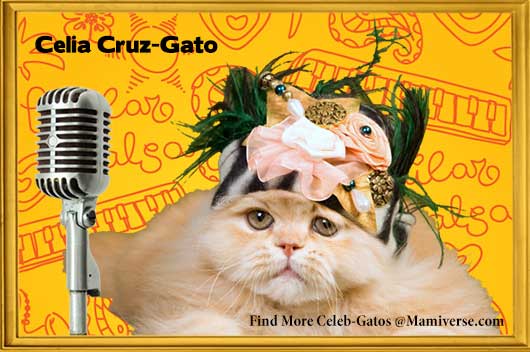 Celia Cruz-Gato Empowers Individuality!-MainPhoto