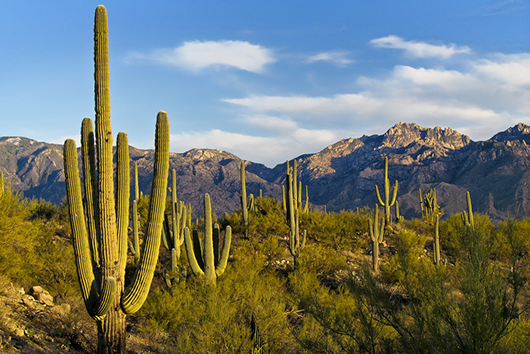 10 Fun Things for the Whole Family in Tucson Arizona-Photo2