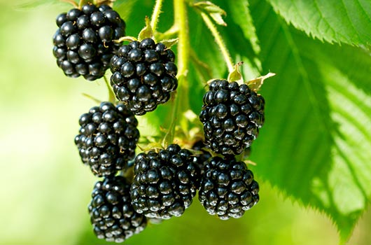 Berry-Ready-10-Blackberries-Recipes-to-Try-this-Fall-MainPhoto