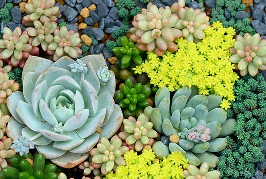 In-Praise-of-the-Prickly-How-to-Grow-&-Care-for-Succulent-Plants-MainPhoto