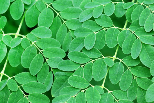 8-Reasons-Why-Everyone-is-Talking-About-the-Moringa-Tree-Photo5