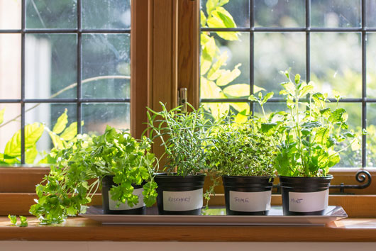 How-to-Grow-an-Indoor-Herb-Garden-You’ll-Actually-Use-Photo3