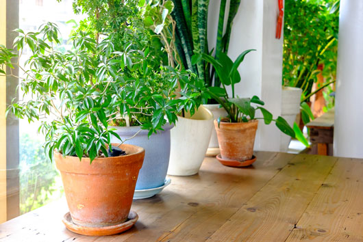 How-to-Grow-an-Indoor-Herb-Garden-You’ll-Actually-Use-Photo2