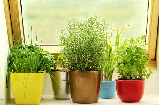 How-to-Grow-an-Indoor-Herb-Garden-You’ll-Actually-Use-MainPhoto