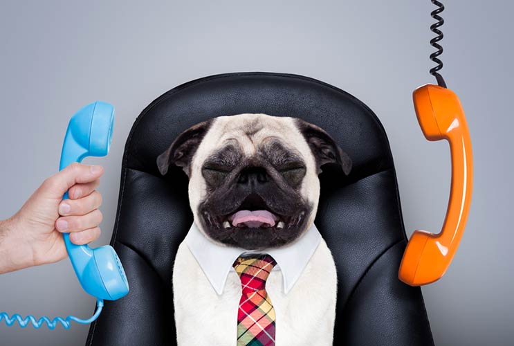 13-Reasons-to-Celebrate-Bring-Your-Dog-to-Work-Day-MainPhoto