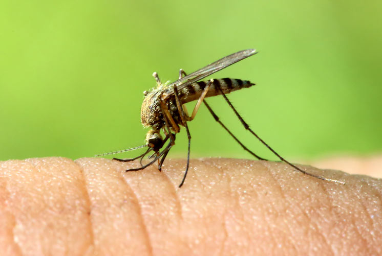 Bugging-Out-10-Mosquito-Types-You-Want-to-Avoid-MainPhoto