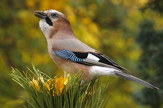 15 razones por las que la observación de aves es el yoga de la naturaleza-Photo3