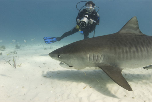 12-Reasons-why-Shark-Week-is-Better-than-Sex-photo5