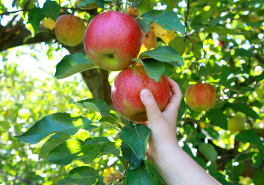 Recoger manzanas puede enseñar lecciones valiosas