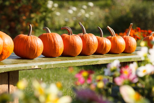 Waste-Not!-15-Things-You-Can-do-With-Pumpkin-Seeds-photo7