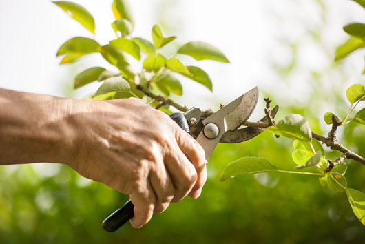 10-cosas-claves-que-debes-saber-sobre-plantar-un-árbol-frutal-photo6