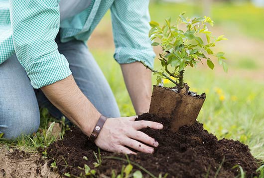 10 cosas claves que debes saber sobre plantar un árbol frutal-MainPhoto