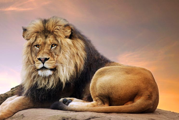 El-rúgido-del-león-8-cosas-que-debes-saber-sobre-un-hombre-leo-MainPhoto