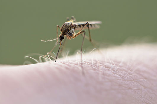 10-picaduras-de-mosquitos-que-quieres-evitar-Photo3