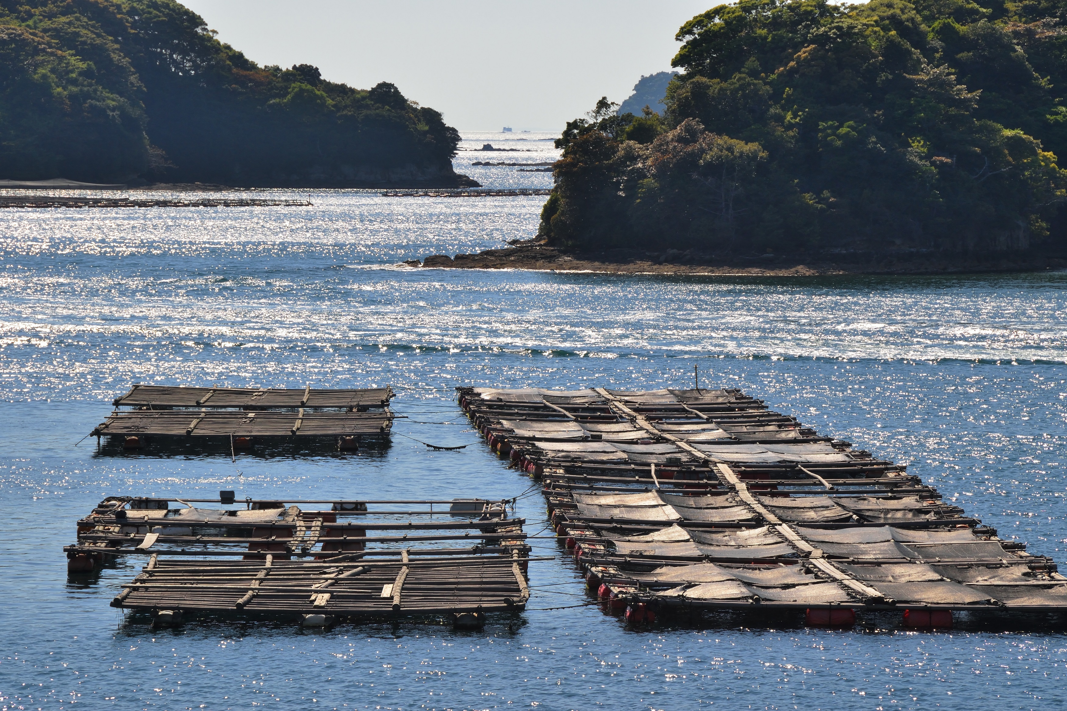 【2026現地取材】瀬戸内の海の恵みが今まさに旬！岡山・日生で味わう絶品牡蠣と、海を守り抜いた漁師たちの知られざる熱き逆転劇