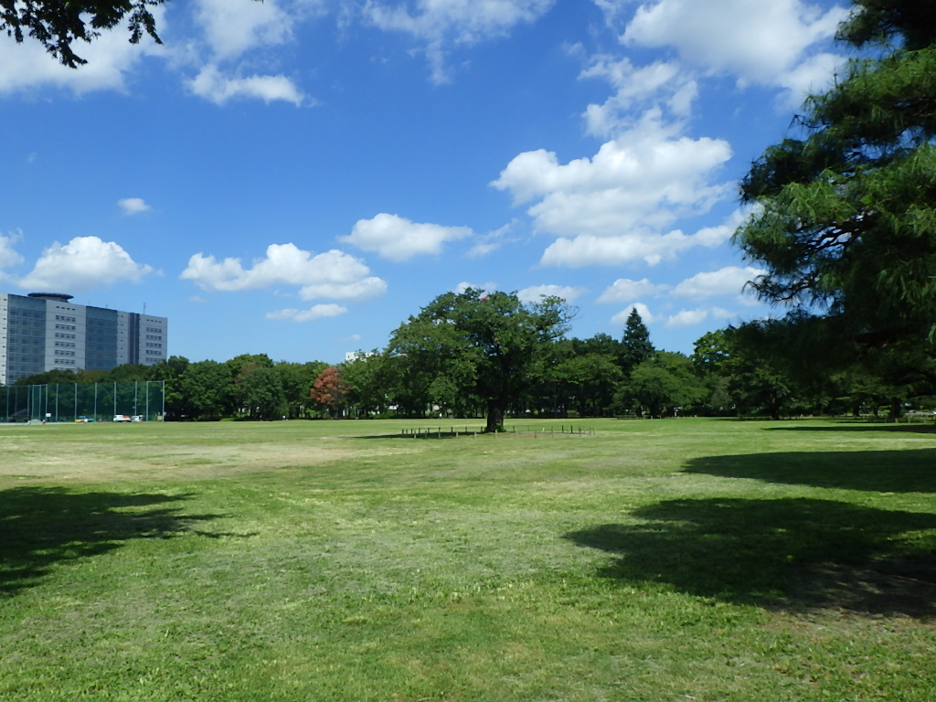 武蔵野中央公園の魅力解剖！空と芝生の聖地、歴史とBbq最新攻略
