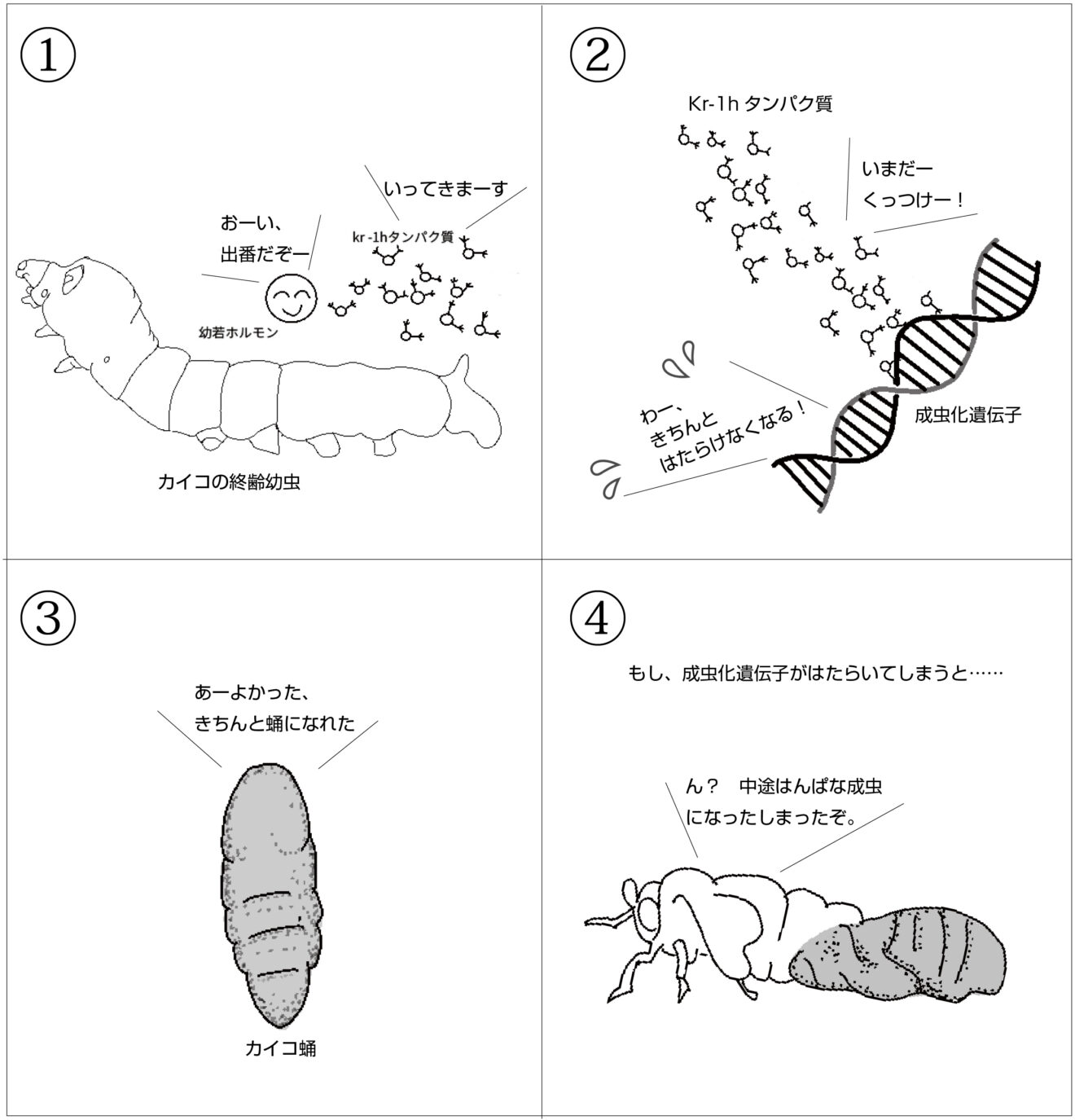 さなぎから成虫になる「羽化」の真相！体溶解の驚異と観察法【2026】