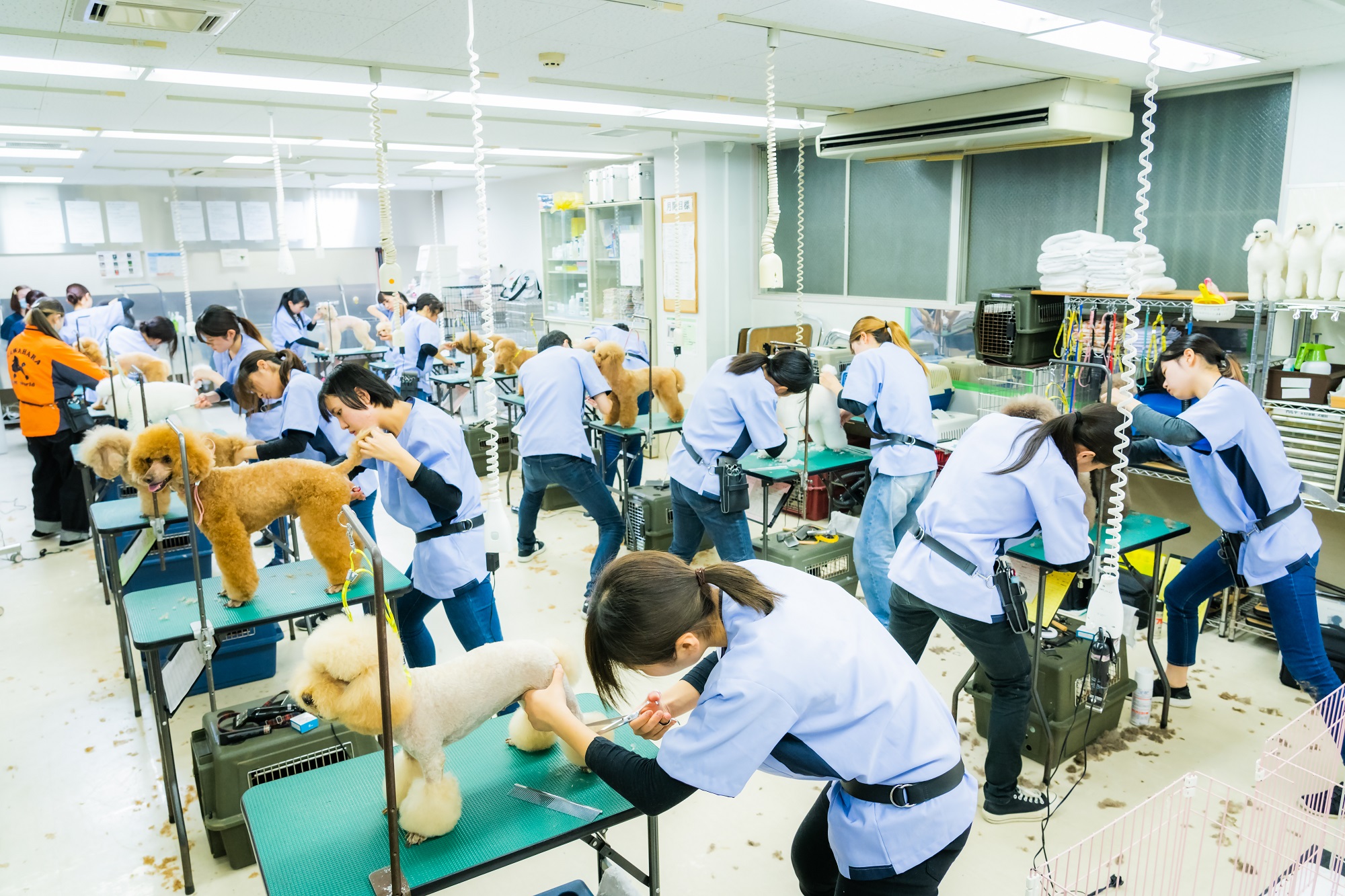 福岡でプロのトリマーへ！学費・就職・資格で選ぶ本気の学校比較