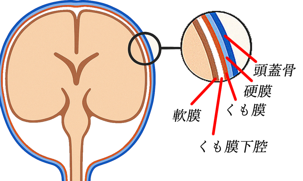 星野源を襲ったくも膜下出血の真相！緊急手術と奇跡の復活全記録