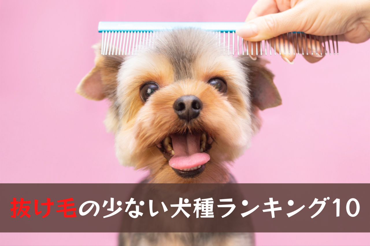 部屋が毛だらけにならない！プロが明かす抜け毛激少犬種の真実