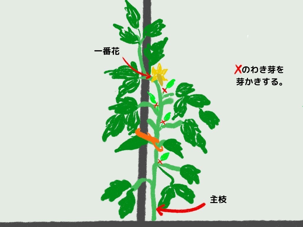 トマトの脇芽の取り方完全攻略！放置厳禁の理由と収穫量倍増の手摘み術