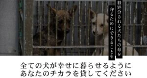 【Wiki風】 ピース ワンコ ジャパン 悪評 公式インスタ・X最新情報 #871