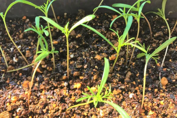 失敗しないコスモス植え方！花数を劇的アップさせるプロの極意