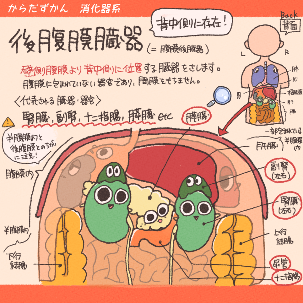 後腹膜器官の覚え方と一覧！国試解剖学を攻略する最強の語呂合わせ