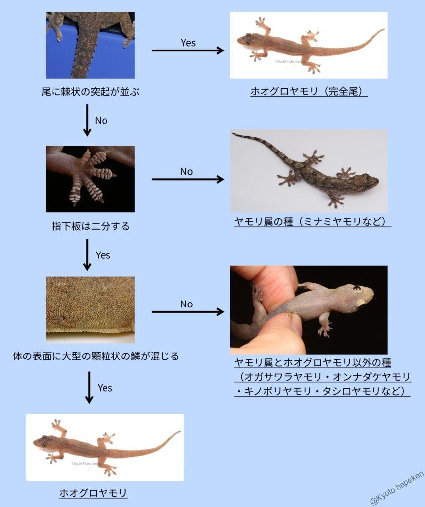 【2026最新】ヤモリの種類と特徴比較！毒の有無や人気ペットの飼育法