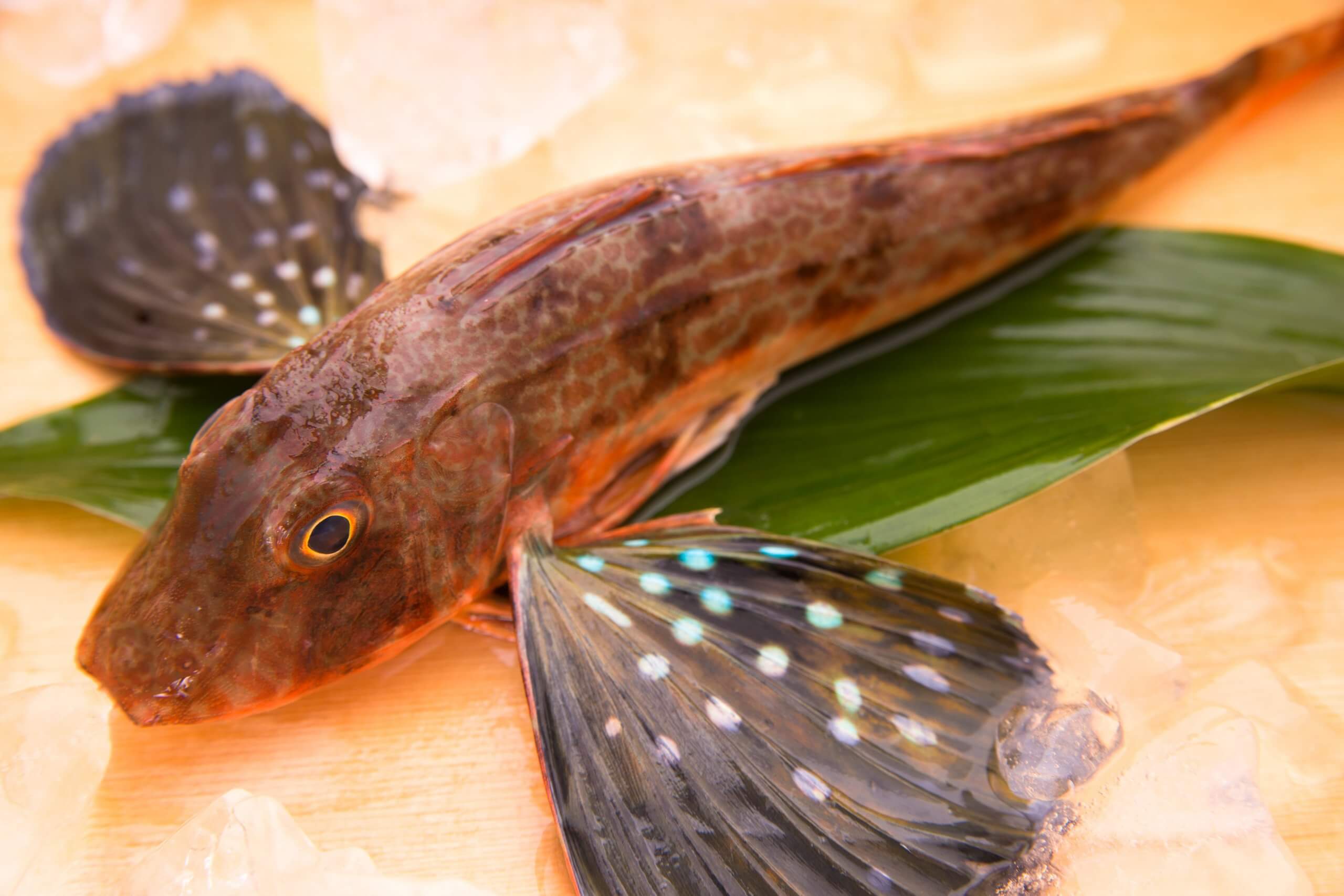高級魚ホウボウの究極の食べ方！刺身・煮付け黄金比と旬の絶品レシピ