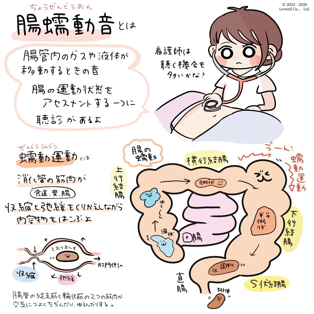 お腹の激しいゴロゴロ音は危険？腸蠕動音亢進の原因と病気のサイン