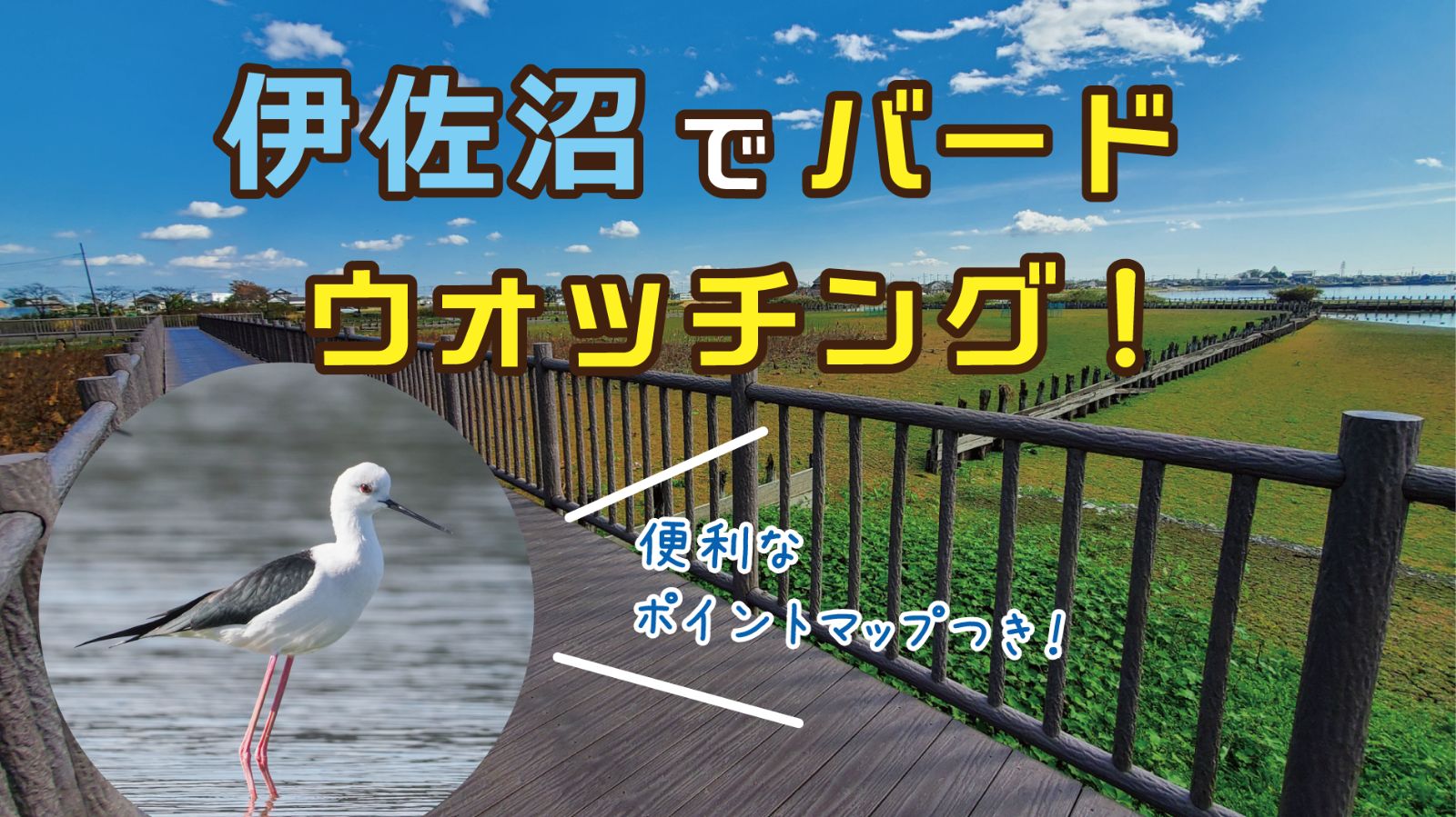 川越・伊佐沼の野鳥観察完全ガイド！水抜き時期と珍鳥撮影の秘訣