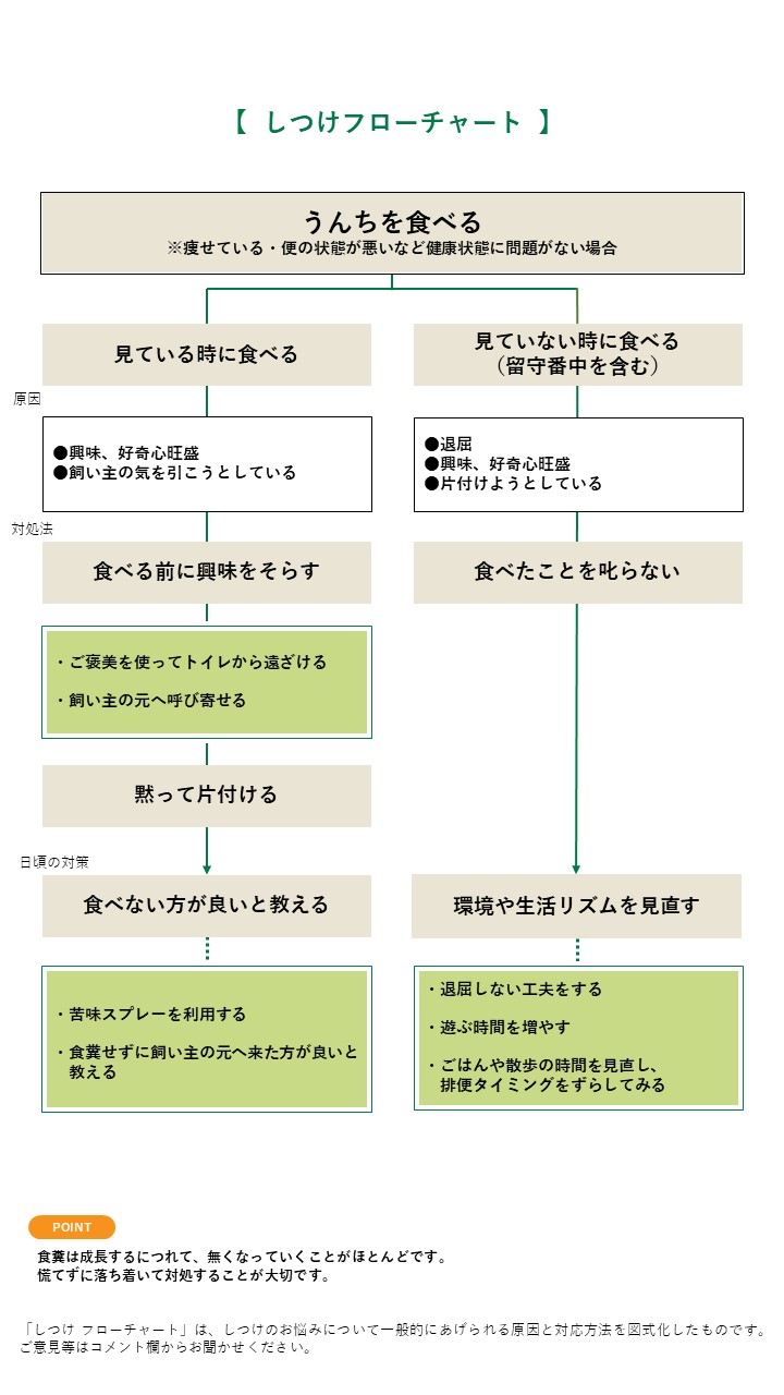 犬がうんこを食べる理由とは？食糞の原因と今すぐやめさせる改善策