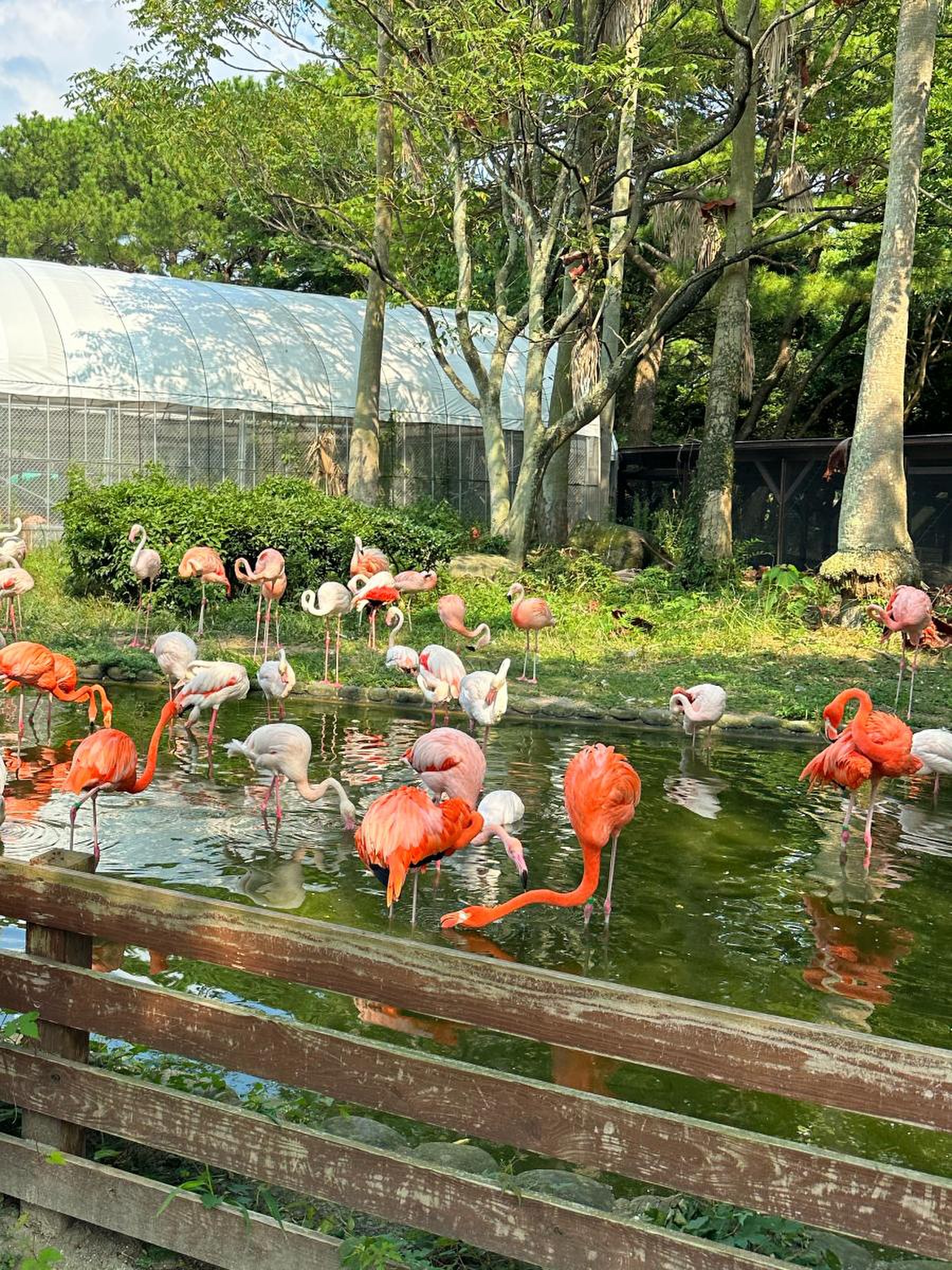 海の中道海浜公園動物の森の完全攻略！料金やふれあい混雑を徹底解剖