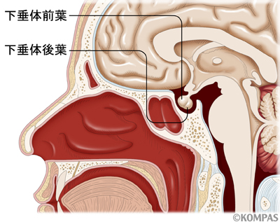 【インスタ画像】 下 垂体 腺腫 よしこ 最新画像・動画まとめ #826