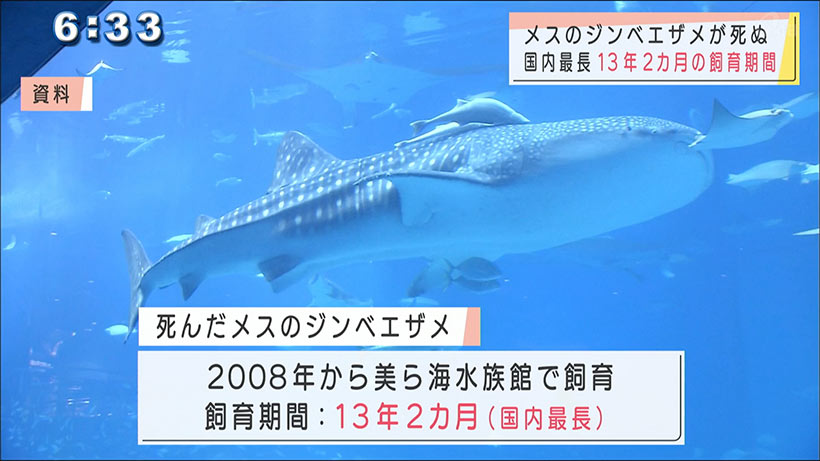沖縄ジンベイザメ死亡説の真相！美ら海ジンタの現在と公表された死因