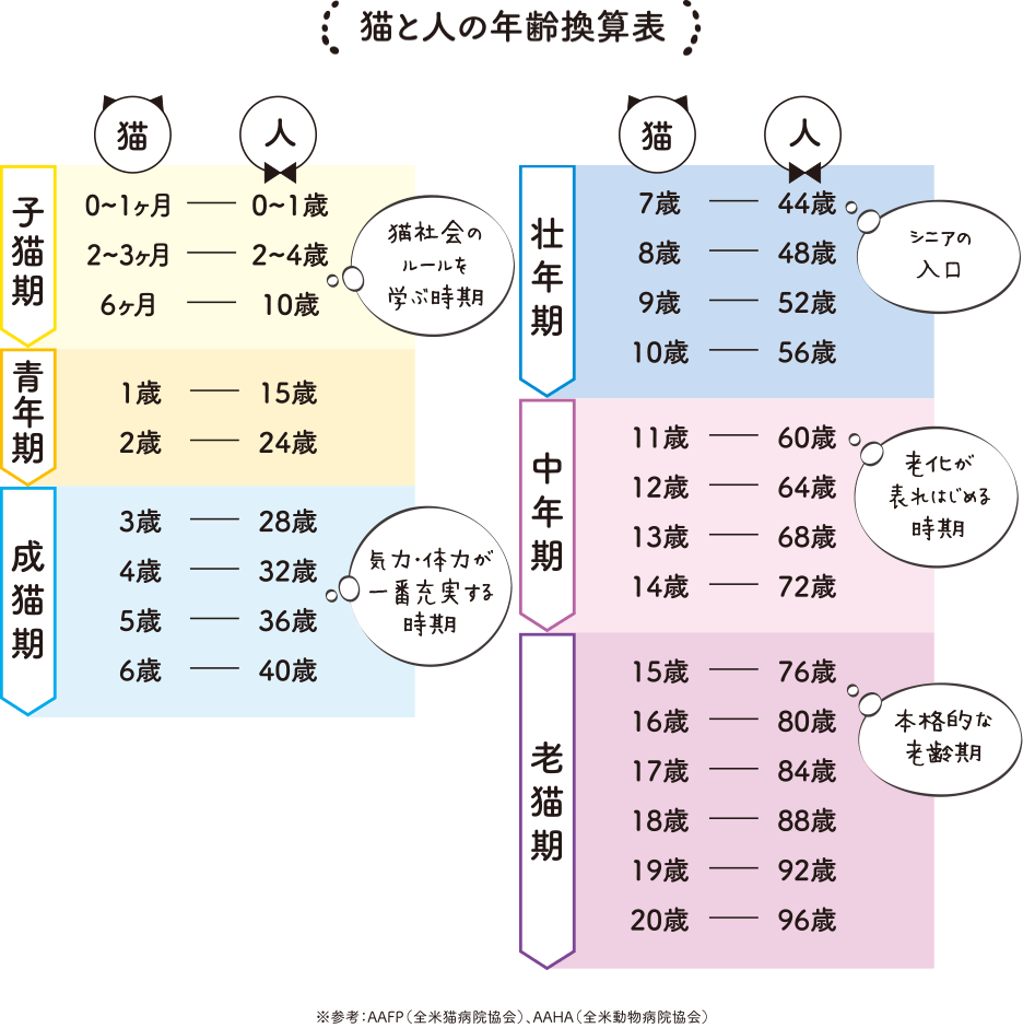 猫のシニア期は何歳から？7歳からの老化サインと長寿ケアの真相