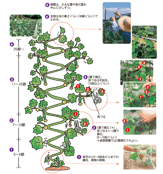 2026年夏の家庭菜園革命！きゅうりの収量倍増を叶える「摘芯」の黄金ルールとプロの最新技