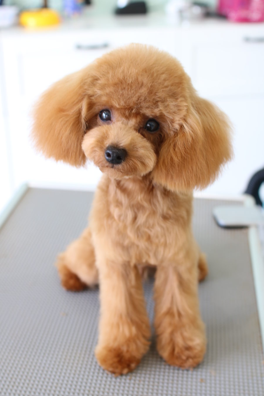 愛犬が激変！話題の韓国風から失敗しないサロンオーダーのコツまで