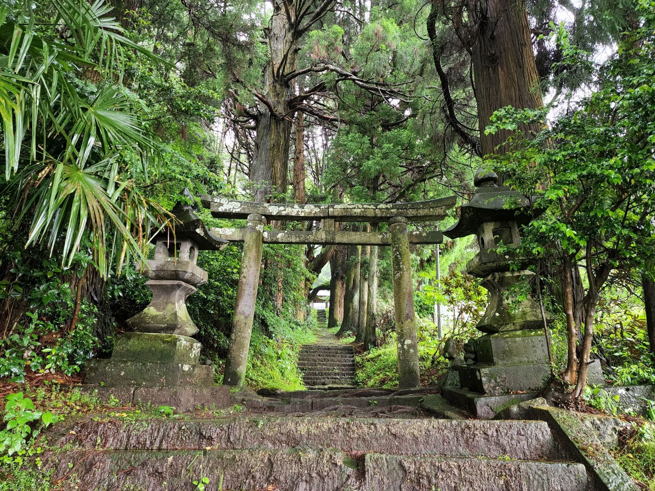 樹齢千年の巨木が宿す神秘！大分・籾山八幡社のご利益と参拝ガイド