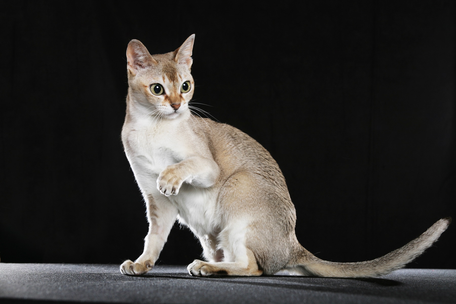 世界一小さい猫の全貌！野生最小種からシンガプーラの値段・飼育法まで徹底検証