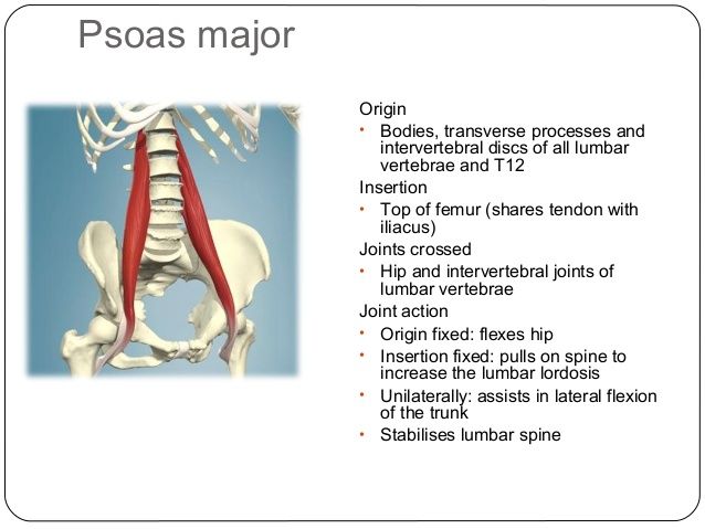 Psoas Muscle Origin Insertion