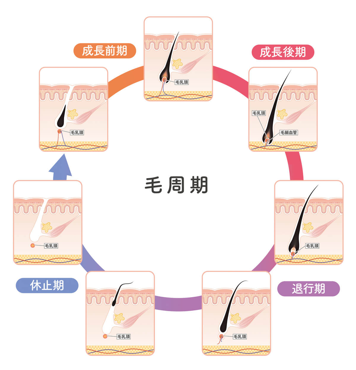 毛を抜いても生えてくるのはなぜ？驚きの理由とプロが教える根本対策
