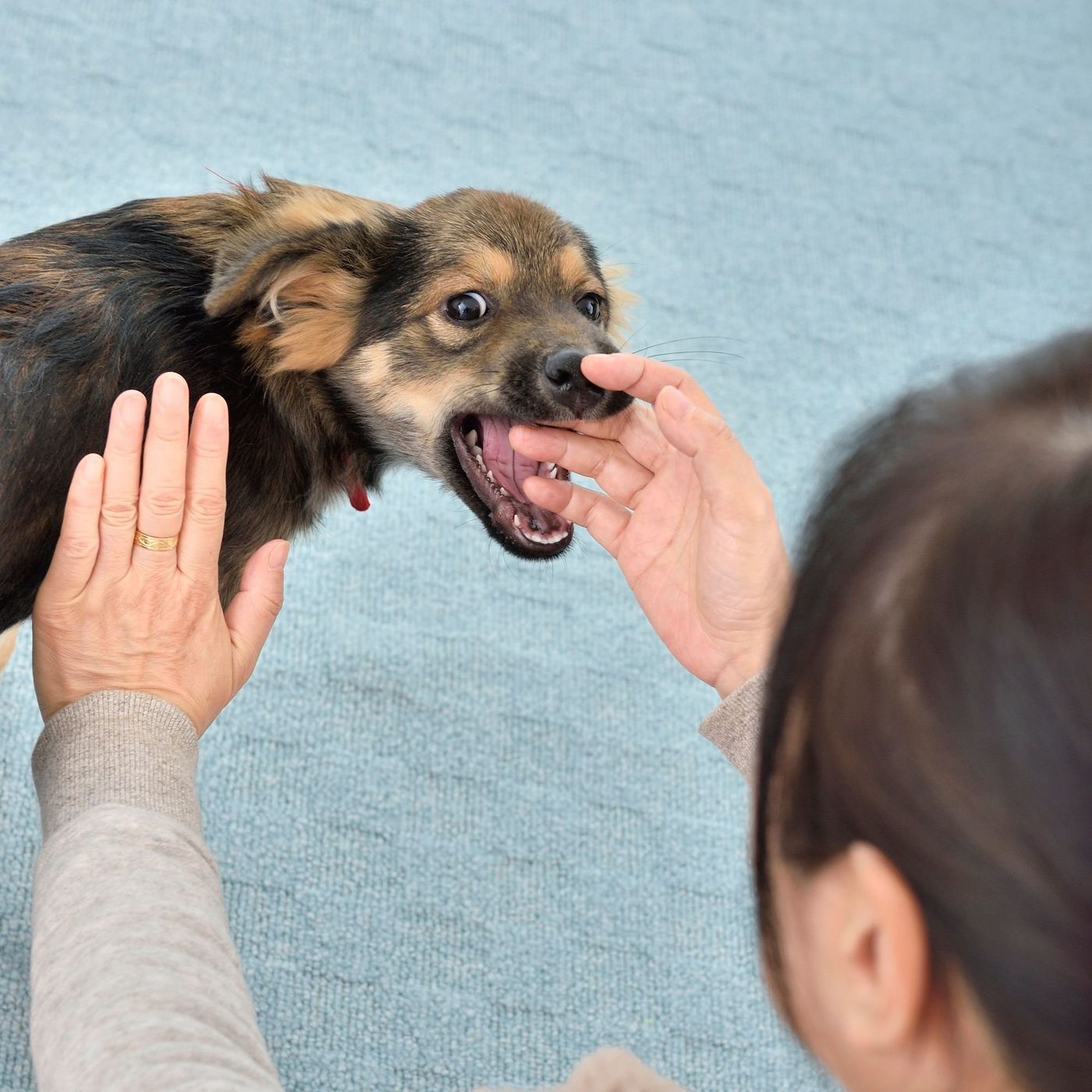飼い犬に噛まれたら放置厳禁！受診の科と感染症リスク・届出の全真実
