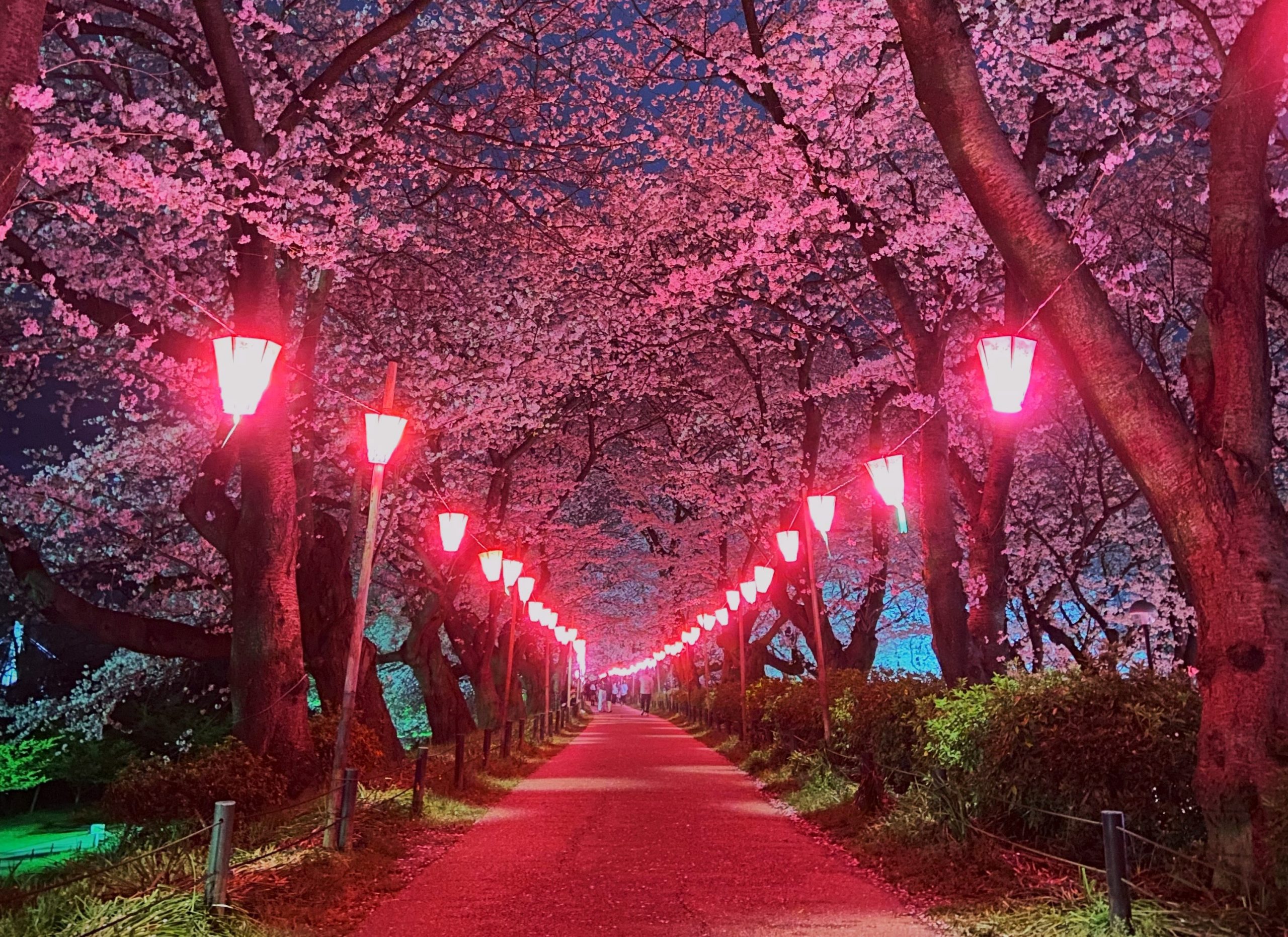 【2026】幸手権現堂堤の開花と見頃速報！混雑回避の裏ワザ完全ガイド