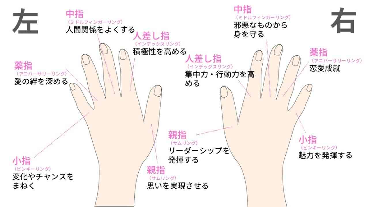 薬指の長さが明かす美しさの正体？科学が解明する手元と容姿の意外な相関関係【2026年最新レポート】