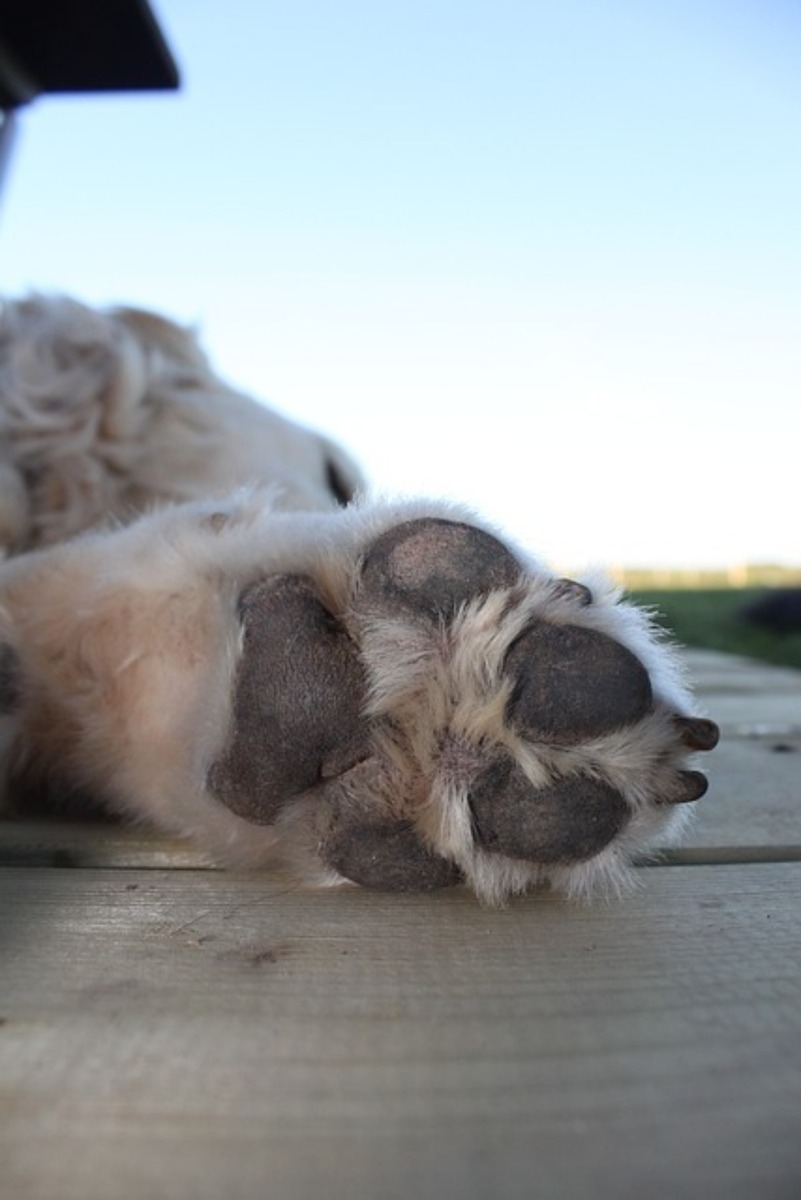 犬の肉球やけど症状を見逃すな！危険サインと緊急冷やし処置まとめ