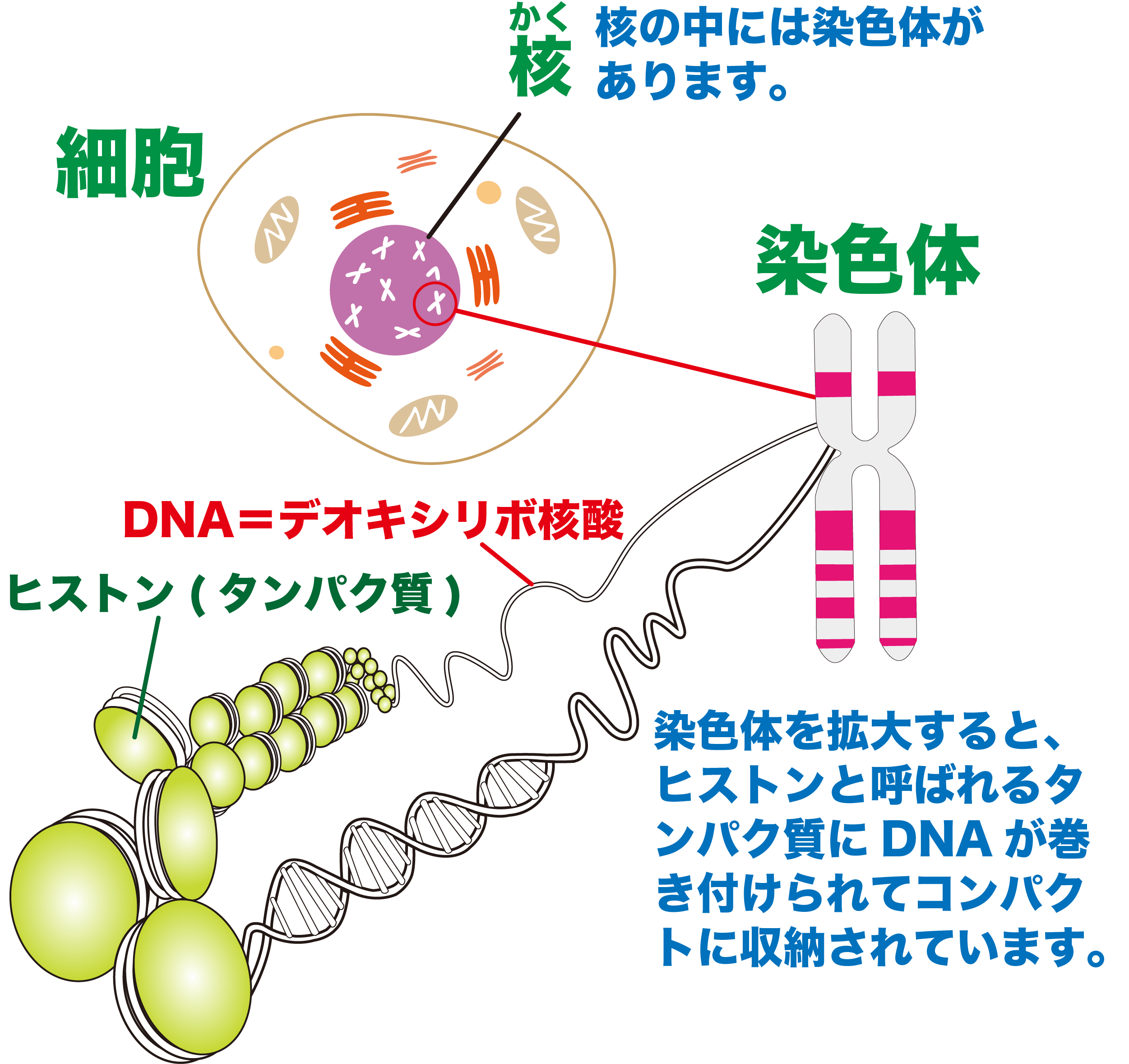 染色体とDnaの違いとは？遺伝子やゲノムとの関係を本に例えて完全解説