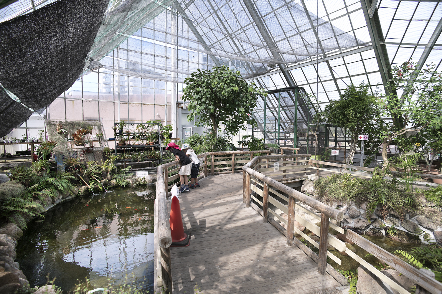 函館市熱帯植物園サルの温泉はなぜ？見頃時期と料金アクセス徹底解説